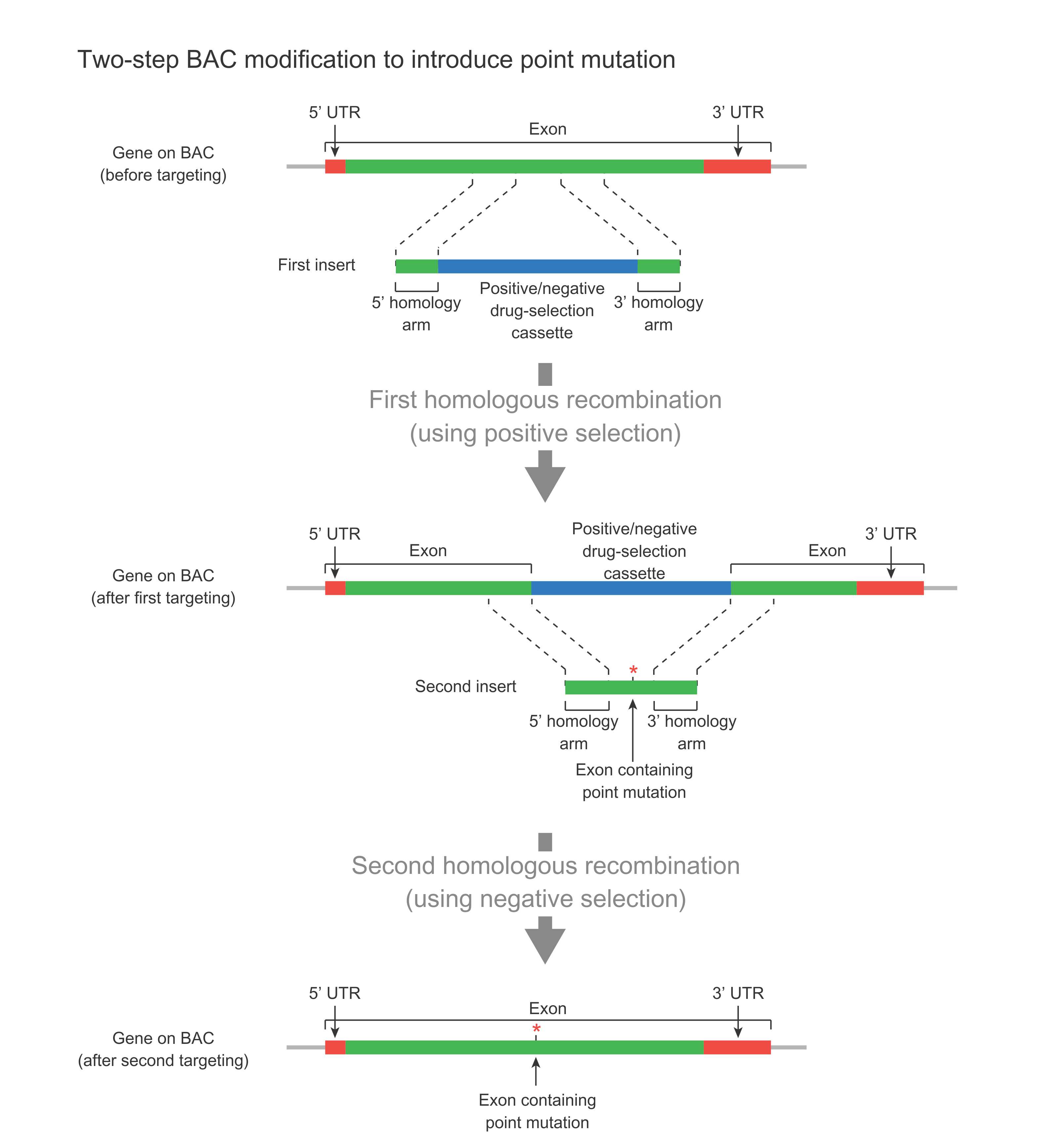 Two-step BAC modification to introduce point mutation.