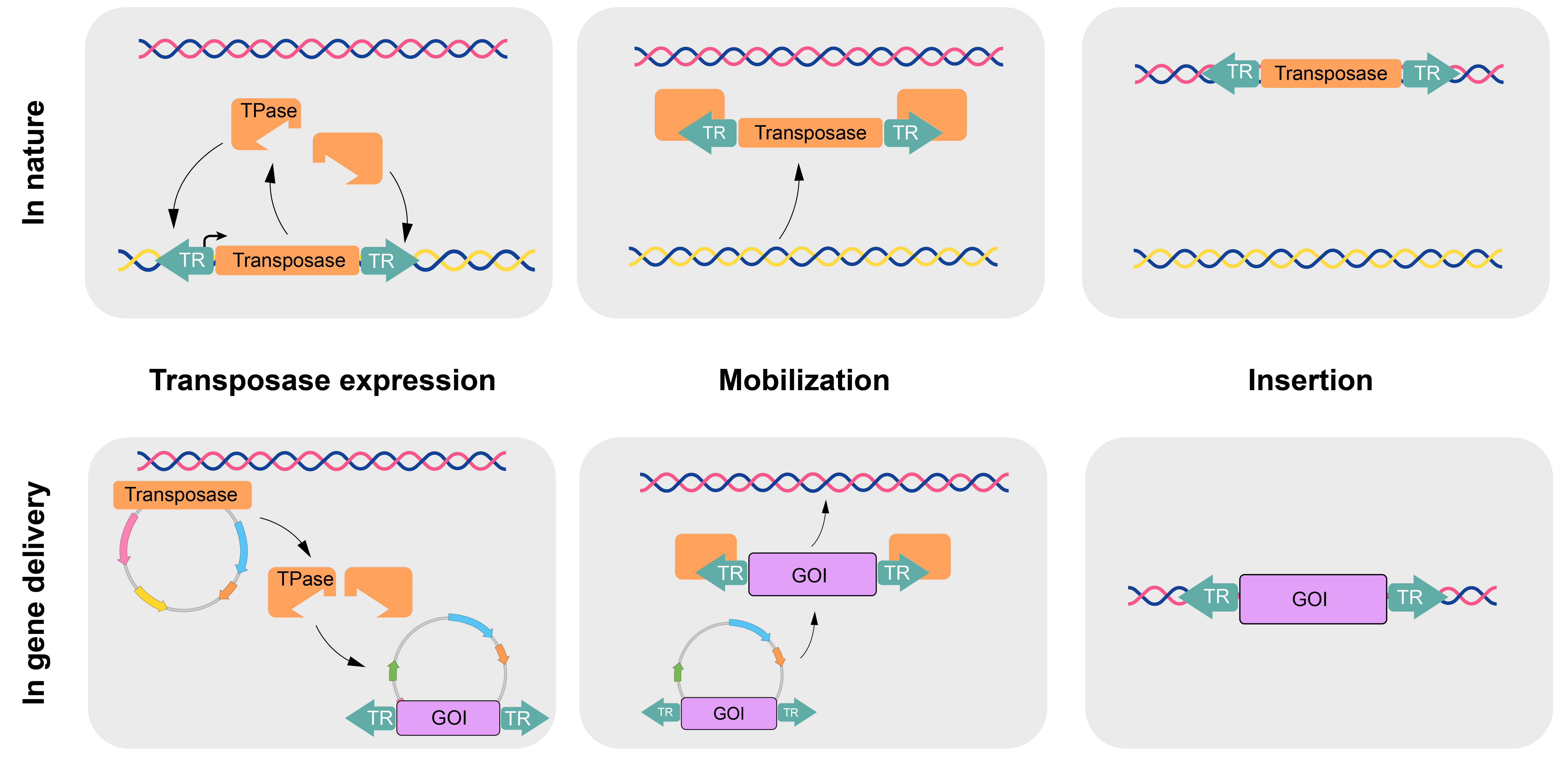 Transposons in nature can be separated into components on plasmids for gene delivery.