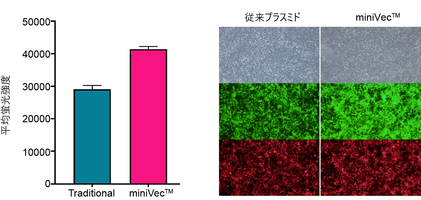miniVecTM exhibits increased EGFP expression compared to traditional plasmids in HEK-293T cells 48 hours after equal molar transfection as measured by flow cytometry and fluorescence microscopy. 