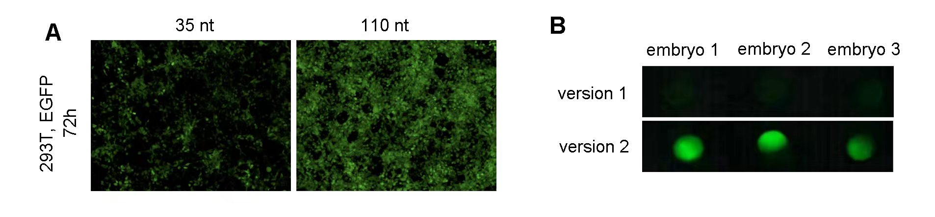 Zebrafish EGFP IVT mRNA expression in vitro and in vivo