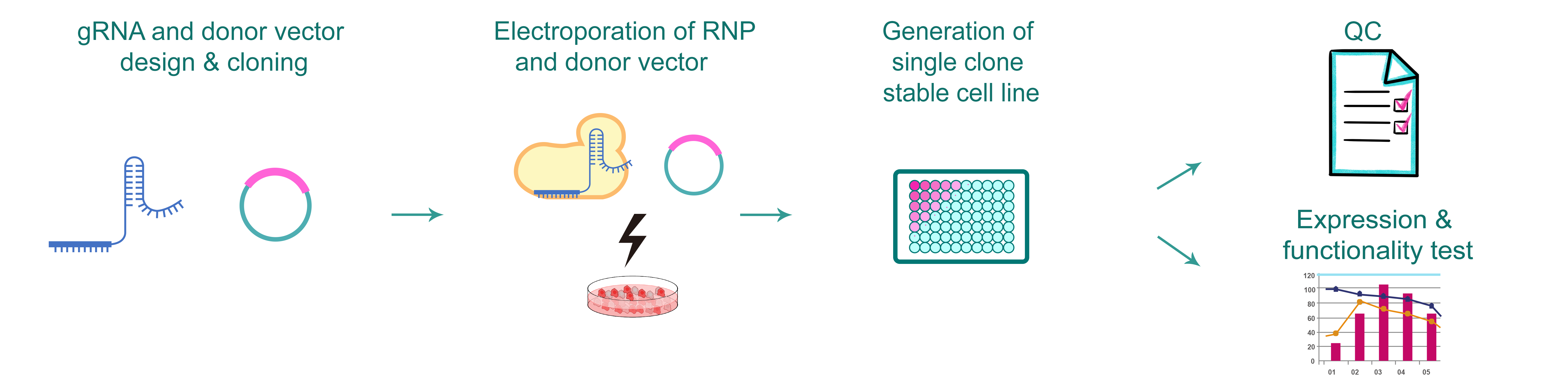 Workflow for CRISPR point mutation stable cell line engineering