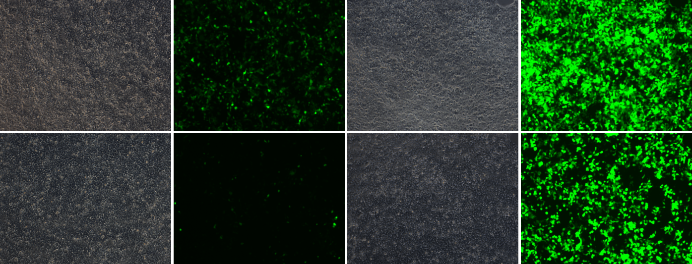 Inducible Tet-on vector transfection image