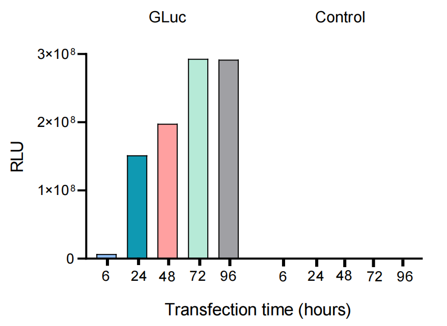 Gaussia luciferase activity in 293T cells transfected with Gaussia luciferase IVT mRNA and transfection reagent without mRNA.