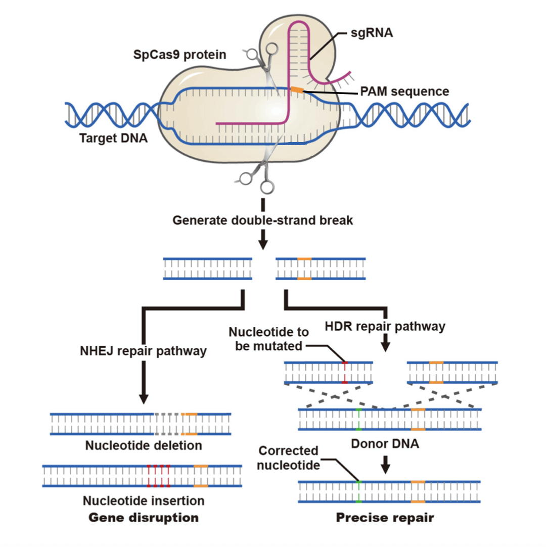 CRISPR-induced DNA repair via two pathways：non-homologous end joining for gene disruption and homology-directed repair for precise repair.
