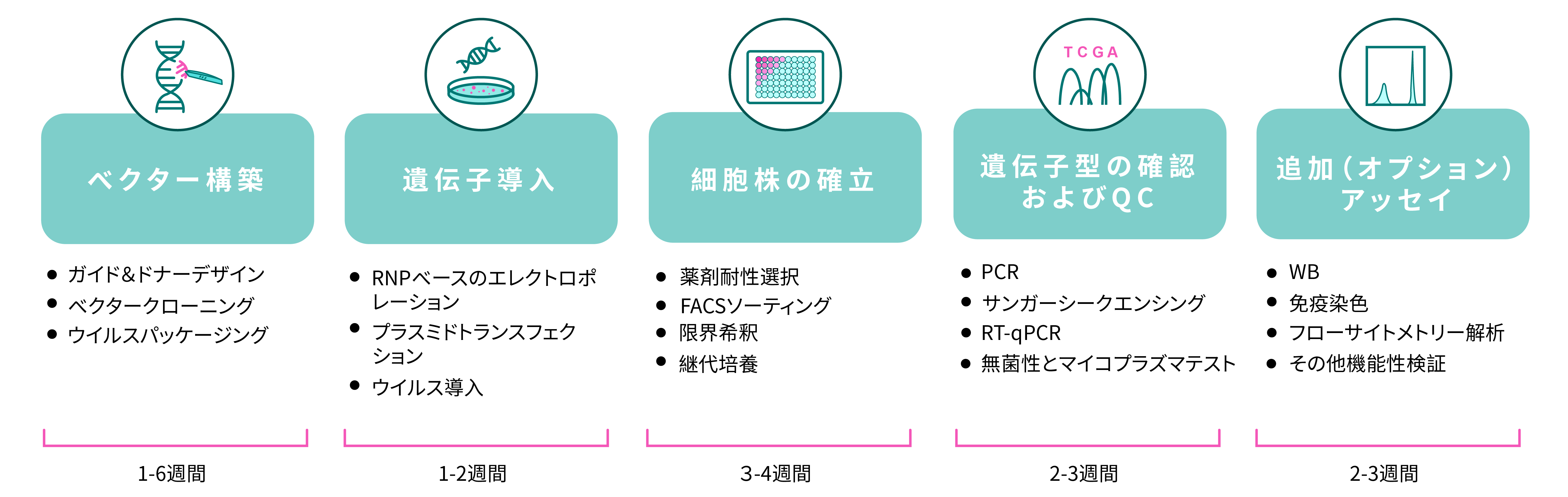 安定発現細胞の作製サービス | 安定発現細胞株 _ 安定発現株 TrueSTABLE Cell HAC を – QSIRFV