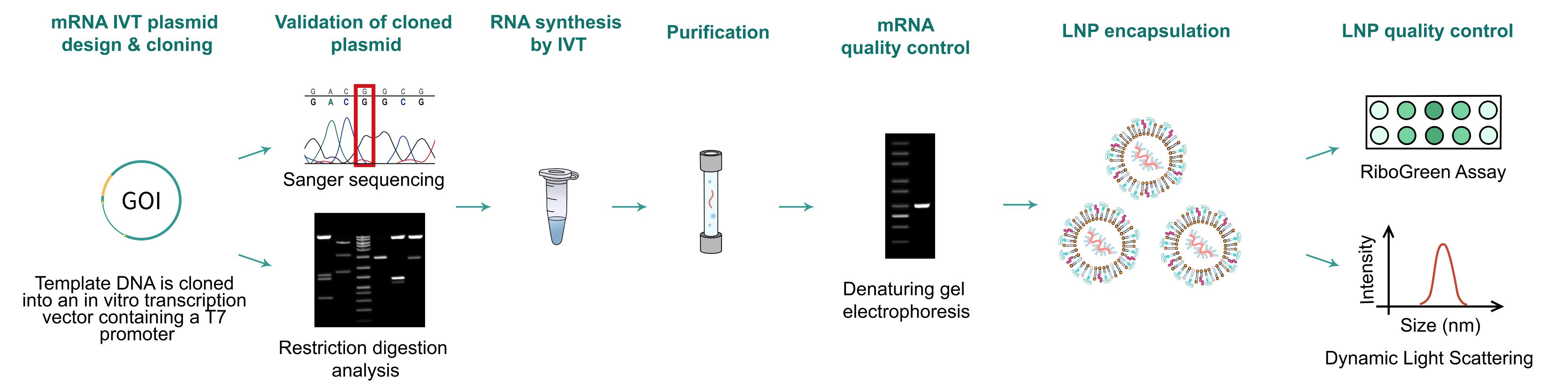mRNA synthesis and QC > LNP encapsulation > LNP quality control (RiboGreen assay and dynamic light scattering).