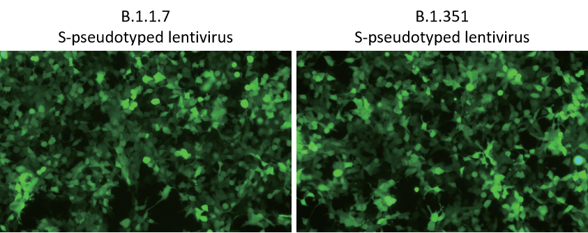293T (hACE2) cells transduced with lentivirus pseudotyped with B.1.1.7 or B.1.351 S protein