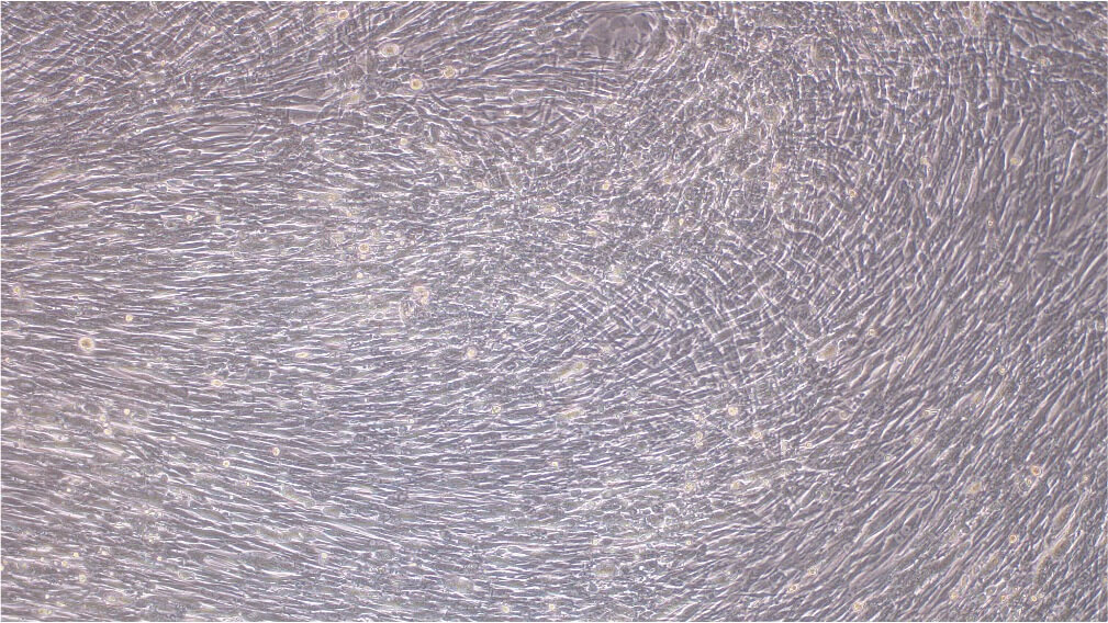 BHK-21 cells.