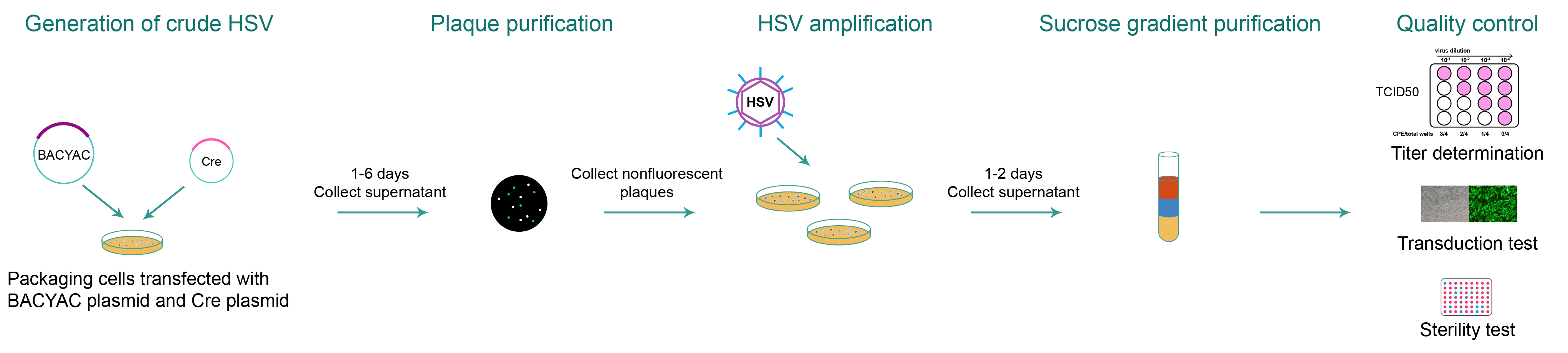 Typical workflow of HSV packaging from the generation of crude HSV to quality control.