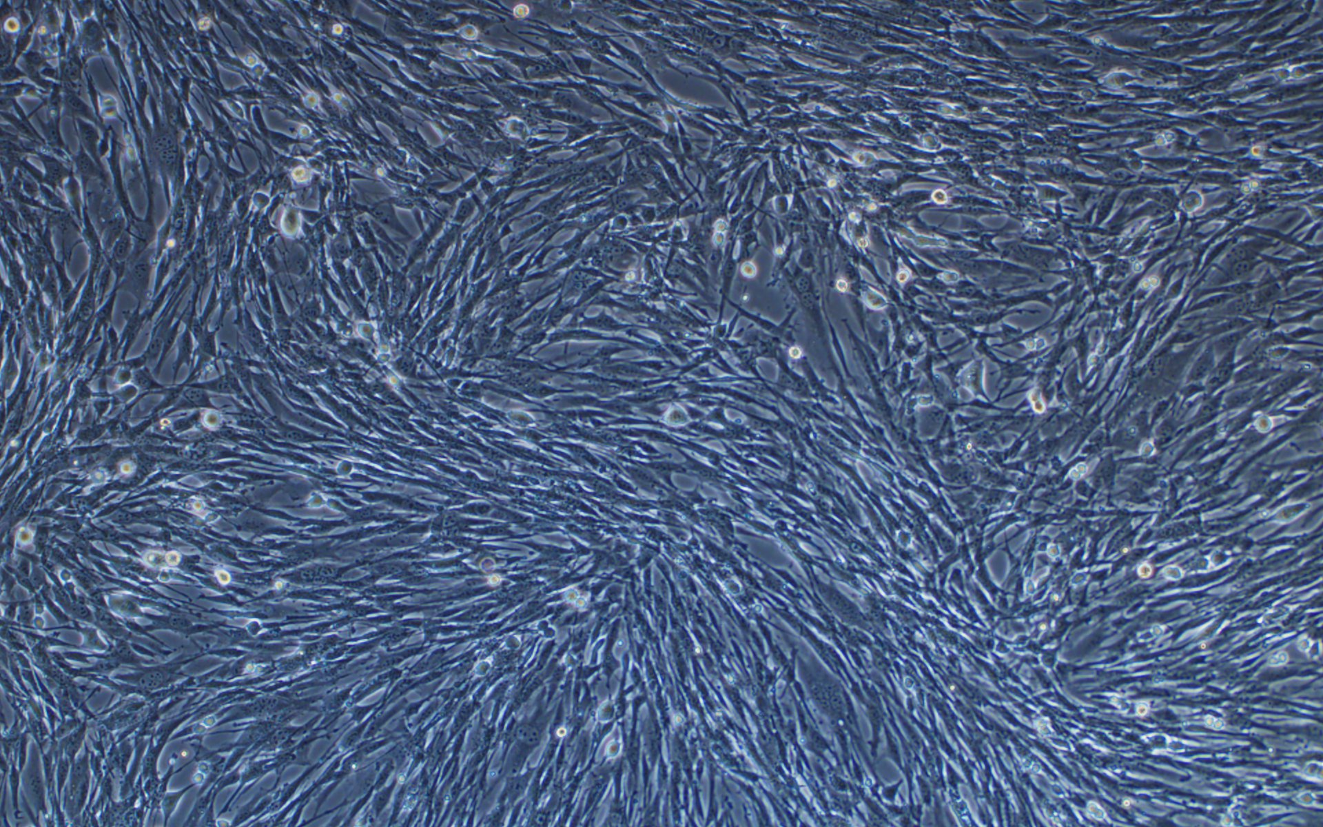 BHK-21 cells.