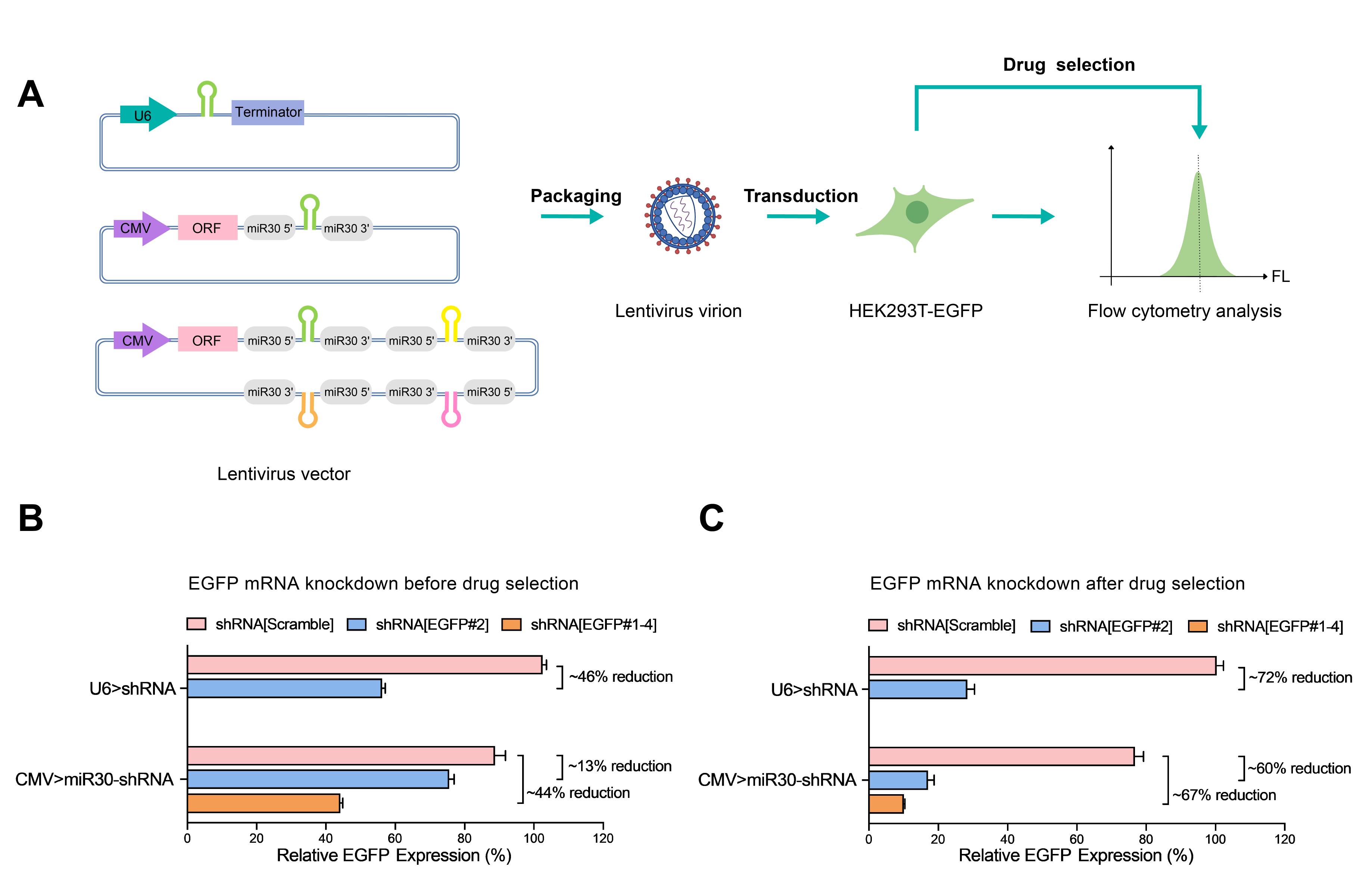 Case study's methods and results: comparisons of EGFP knockdown through U6-based versus miR30-based shRNA lentiviral systems.