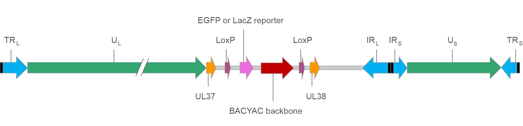 Map of HSV BACYAC with EGFP/LacZ reporter.