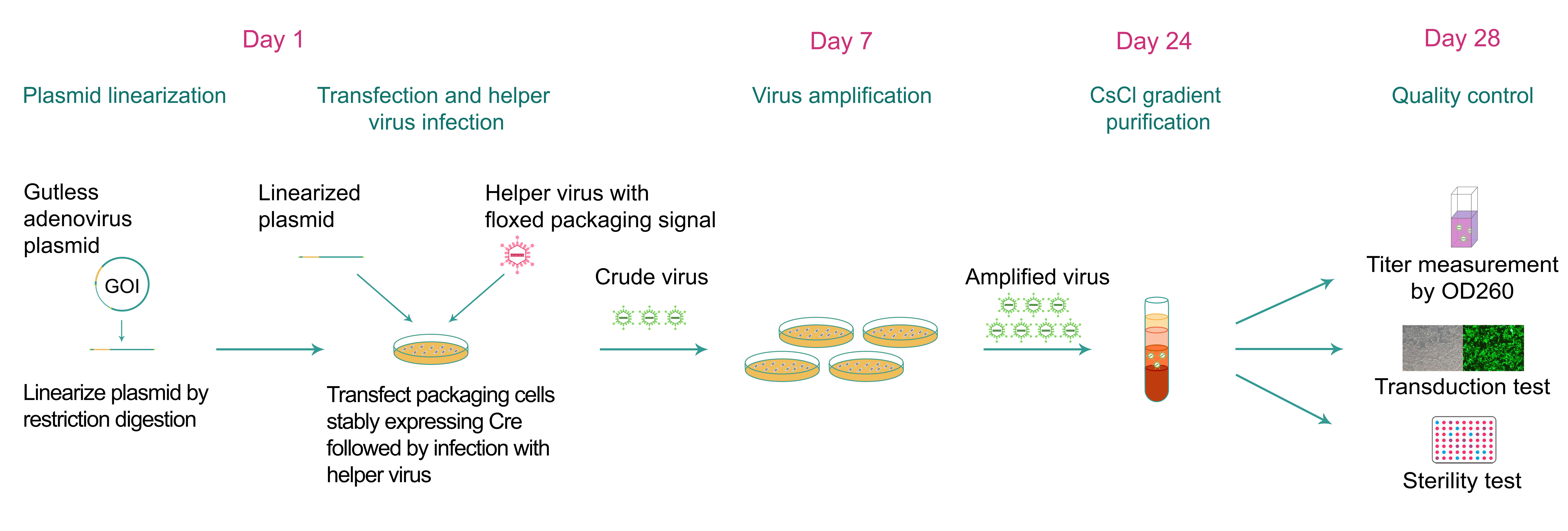 Typical workflow of gutless adenovirus packaging and quality control.