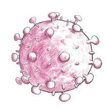 MSCV-Retrovirus