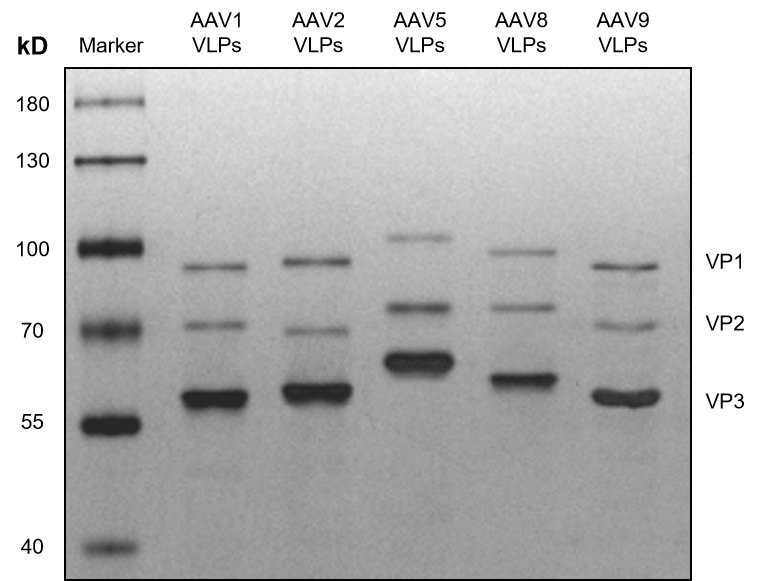 Silver stained SDS-PAGE results: AAV empty capsids (serotype 1, 2, 5, 8, 9).