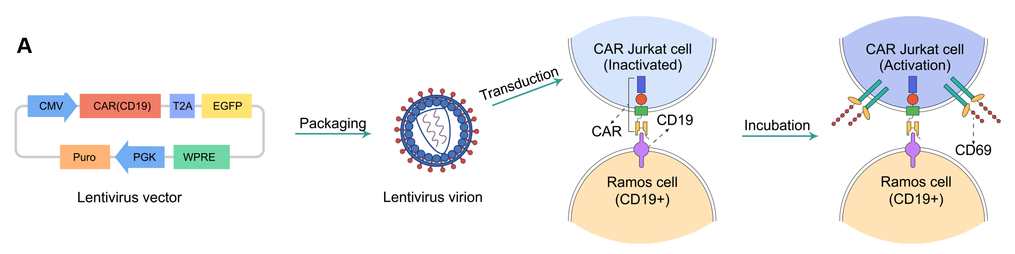 Validation_of_transduction_efficiency_of_various_lentiviral_vectors