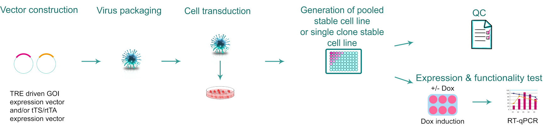 Workflow Tet inducible gene expression stable cell line engineering