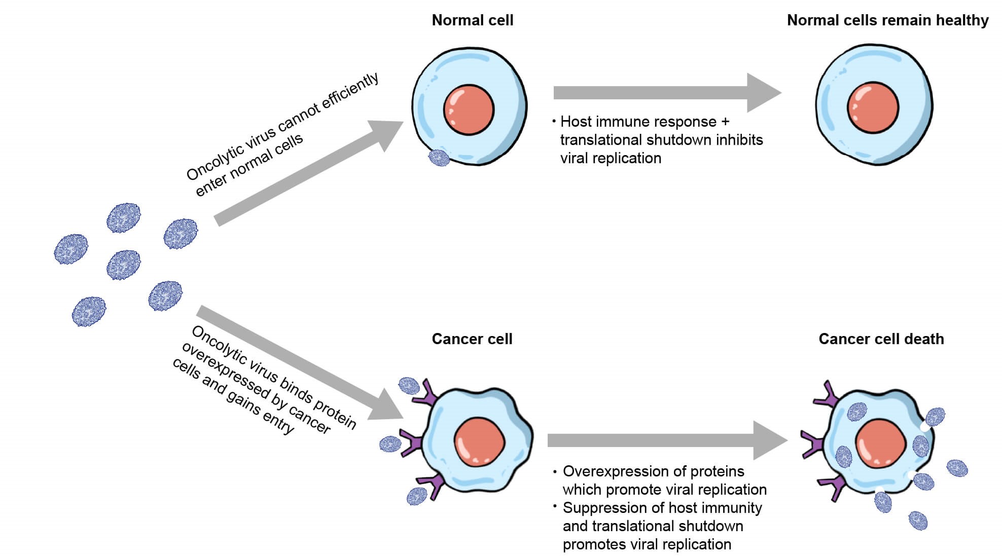 oncolytic_virus_unable_to_infect_normal_cell_vs_infecting_a_cancer_cell