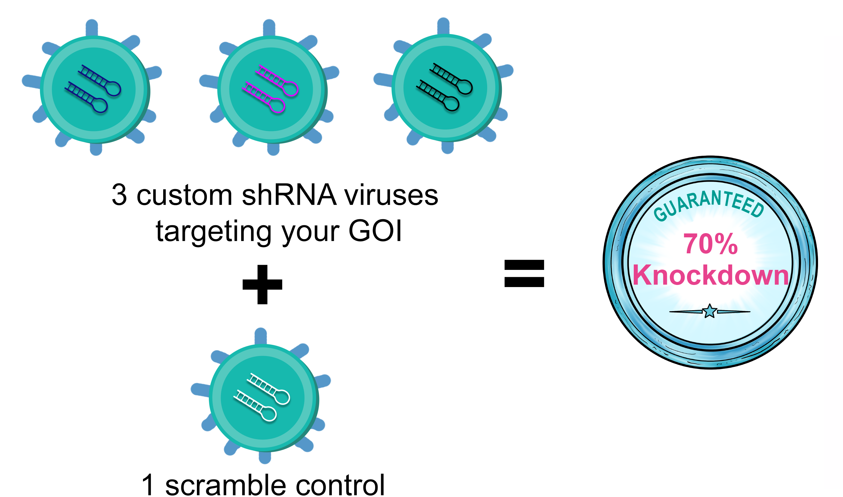 shRNA (3+1) virus packaging kit: 3 custom shRNA viruses targeting your GOI and 1 scramble control virus