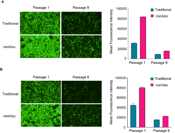 Comparative analysis of transposition efficiency between traditional and miniVecTM plasmids for (A) piggyBac and (B) Sleeping Beauty systems in HEK-293T cells as measured by flow cytometry. 