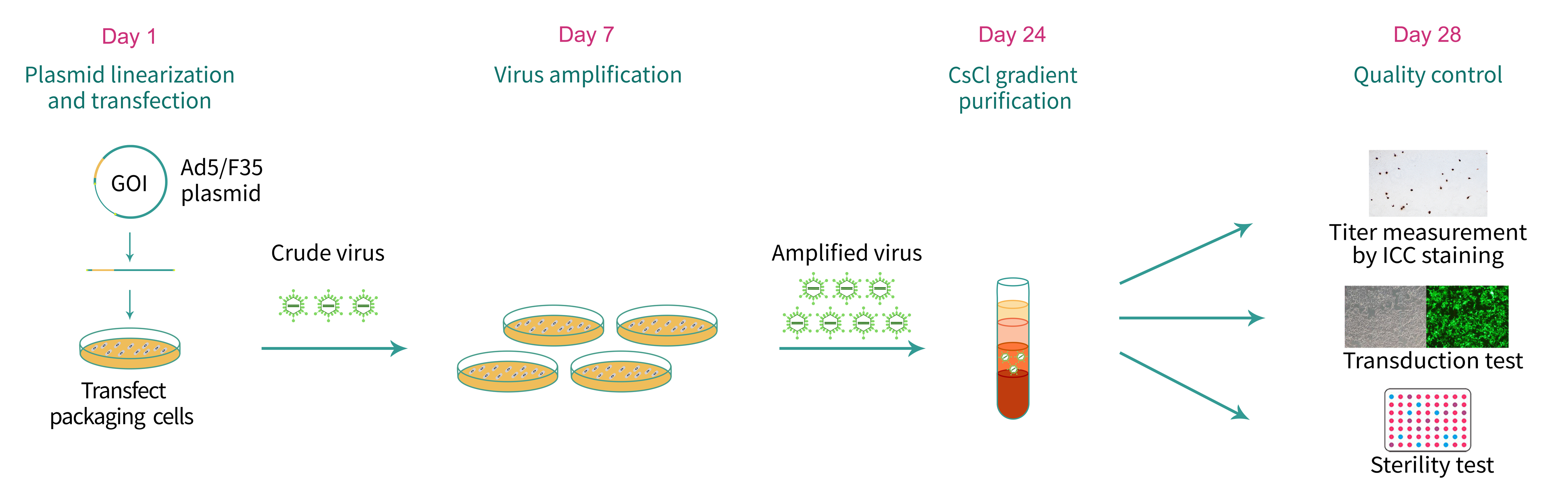 Typical workflow of chimeric Ad5/F35 adenovirus packaging and quality control.