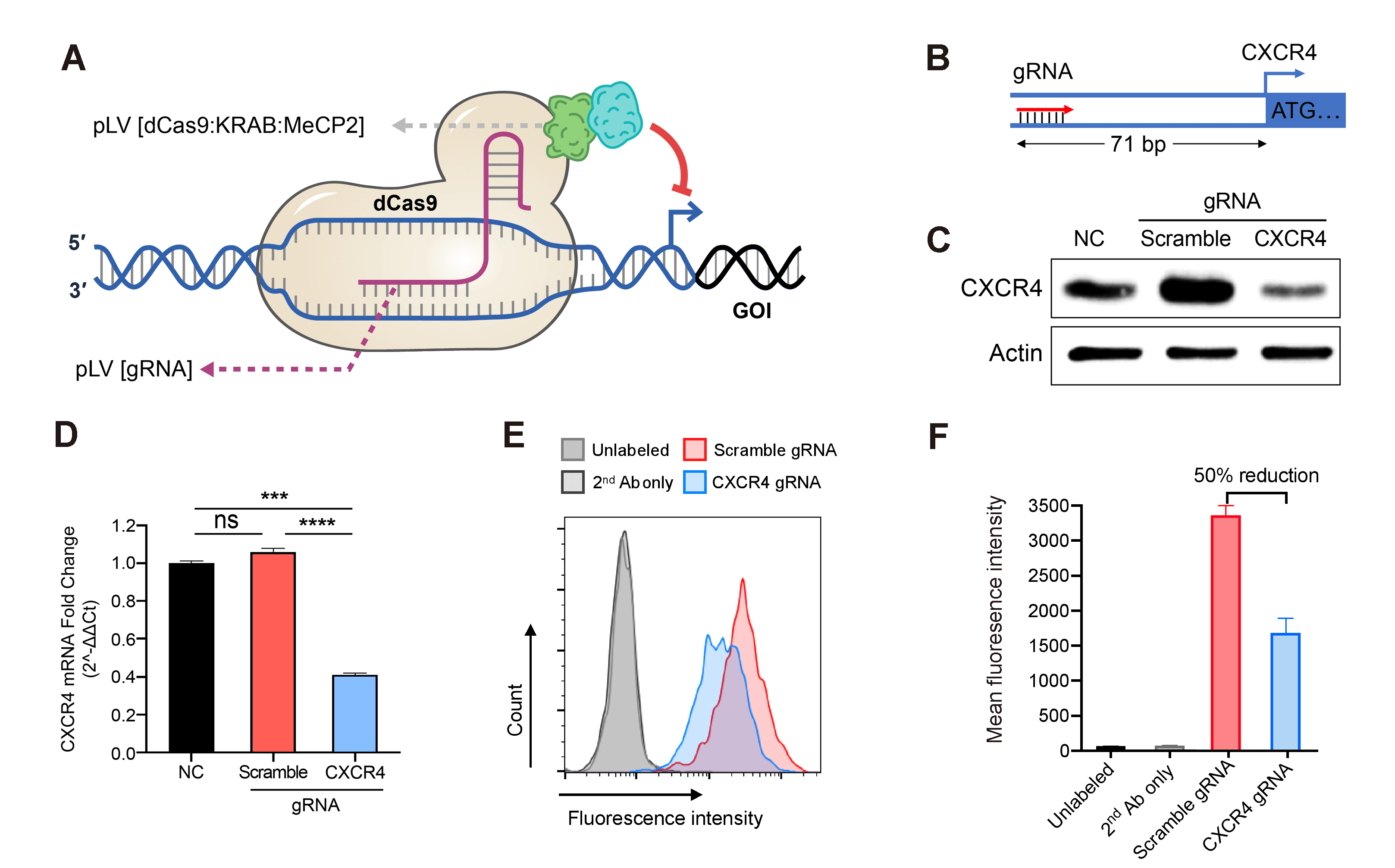 Case study: down-regulation of human CXCR4 gene expression via CRISPR interference (dCas9-KRAB-mediated) system.