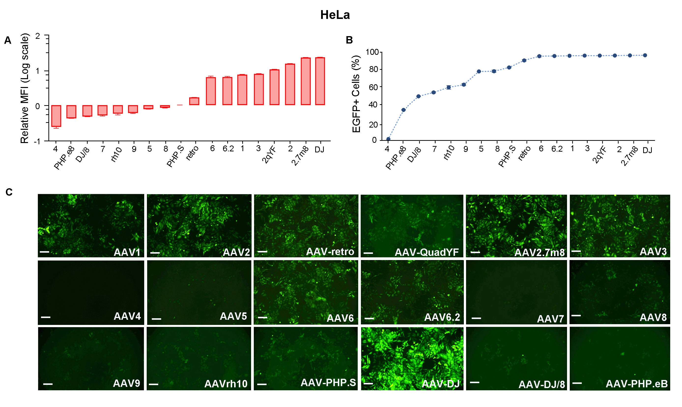HeLa cells were transduced with 18 serotypes of recombinant AAVs and presented strong EGFP fluorescent signal.