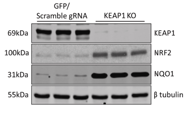 Partial view-Genetic and pharmacological modulation of DNA mismatch repair heterogeneous tumors promotes immune surveillance