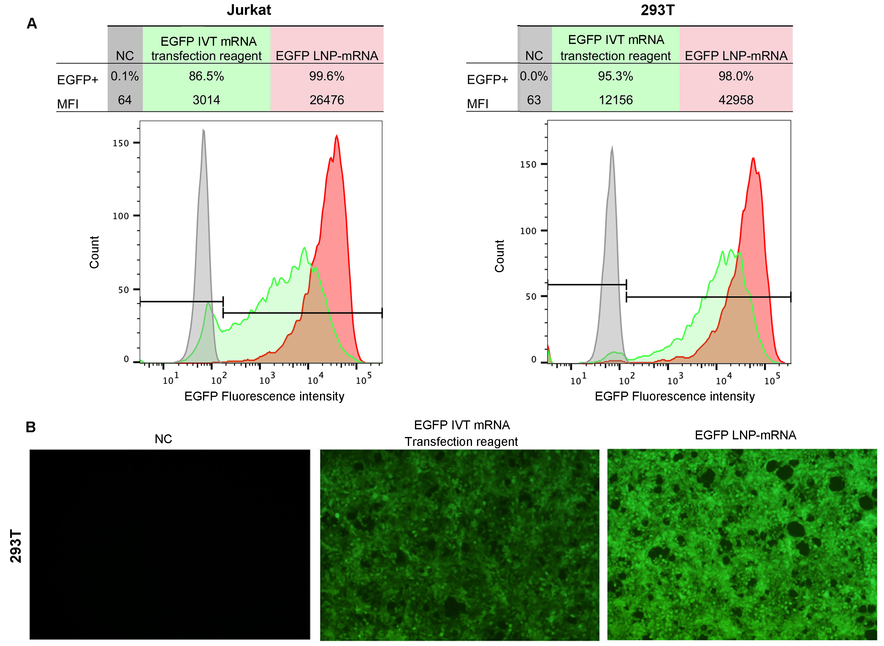 EGFP LNP-mRNA in vitro validation