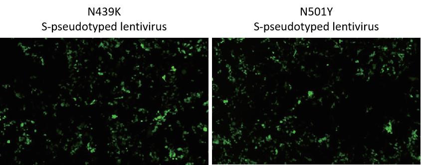 293T (hACE2) cells transduced with lentivirus pseudotyped with N439K or N501Y S protein