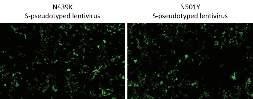 293T (hACE2) cells transduced with lentivirus pseudotyped with N439K or N501Y S protein